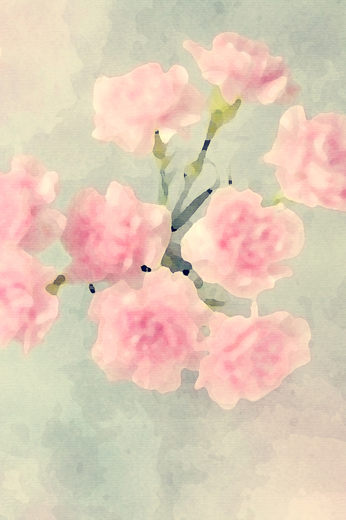 Pink,Flower,Watercolor Paint