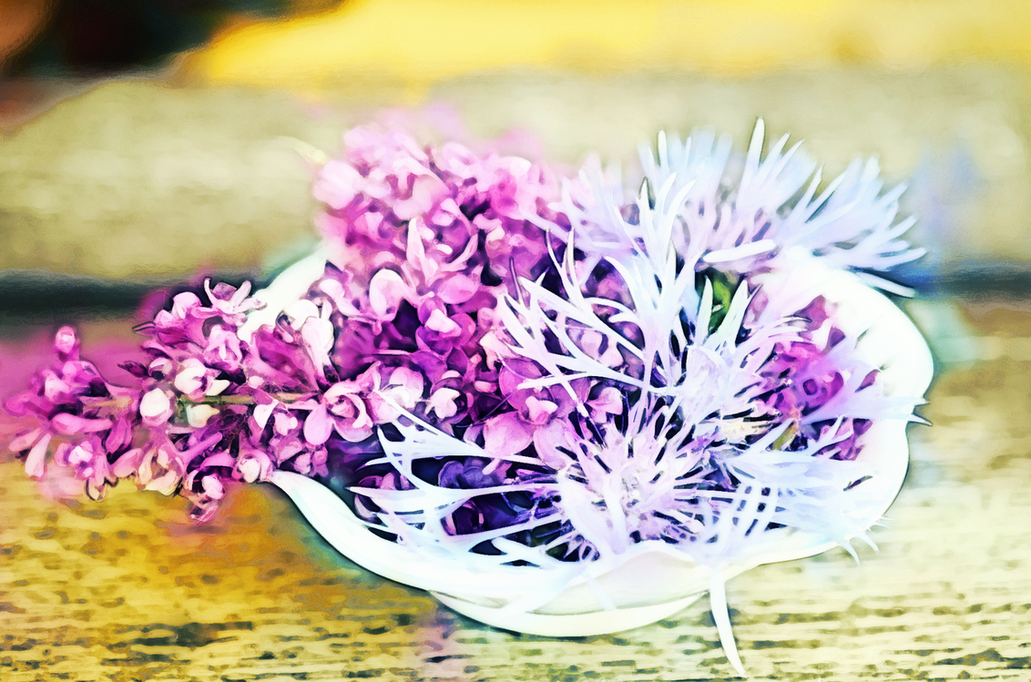 Purple,Flower,Violet