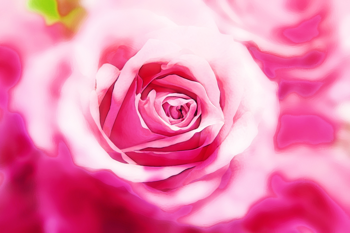Garden Roses,Pink,Petal