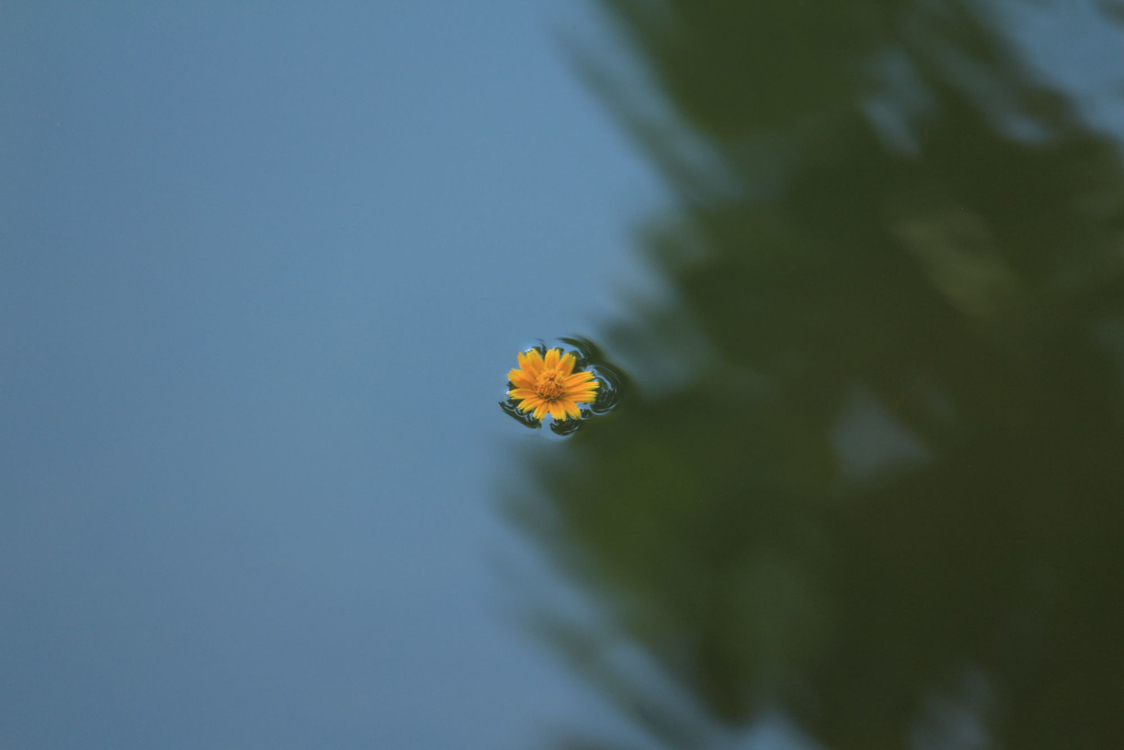 Ladybug,Macro Photography,Yellow