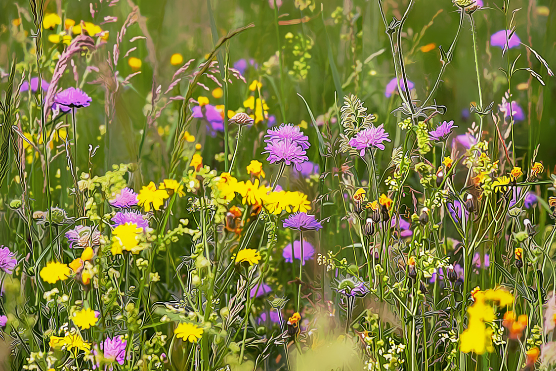 Flower,Meadow,Natural Environment