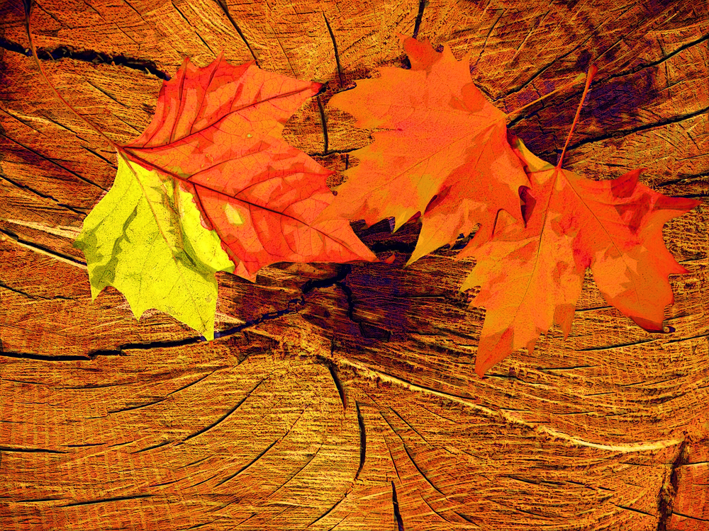 Leaf,Maple Leaf,Tree