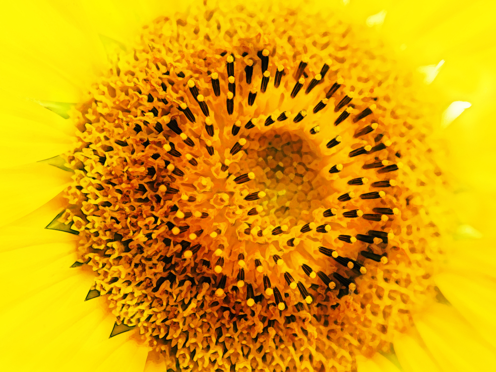 Sunflower,Yellow,Flower