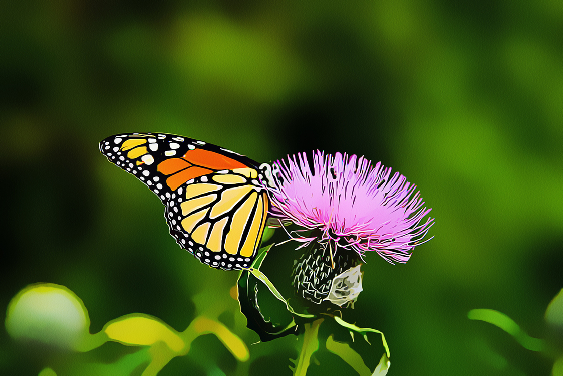 Moths And Butterflies,Butterfly,Monarch Butterfly