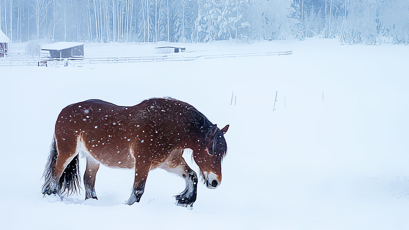 Snow,Horse,Winter
