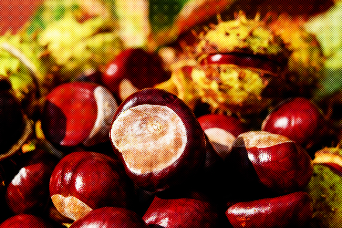 Natural Foods,Chestnut,Food