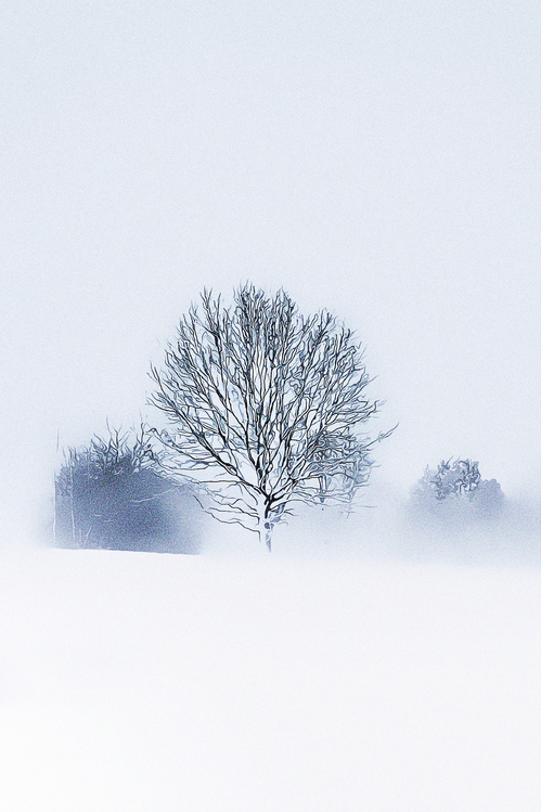 White,Tree,Atmospheric Phenomenon