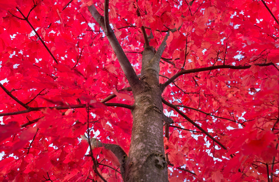 Tree,Branch,Red