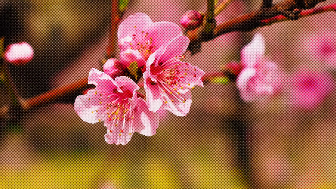 Flower,Pink,Blossom