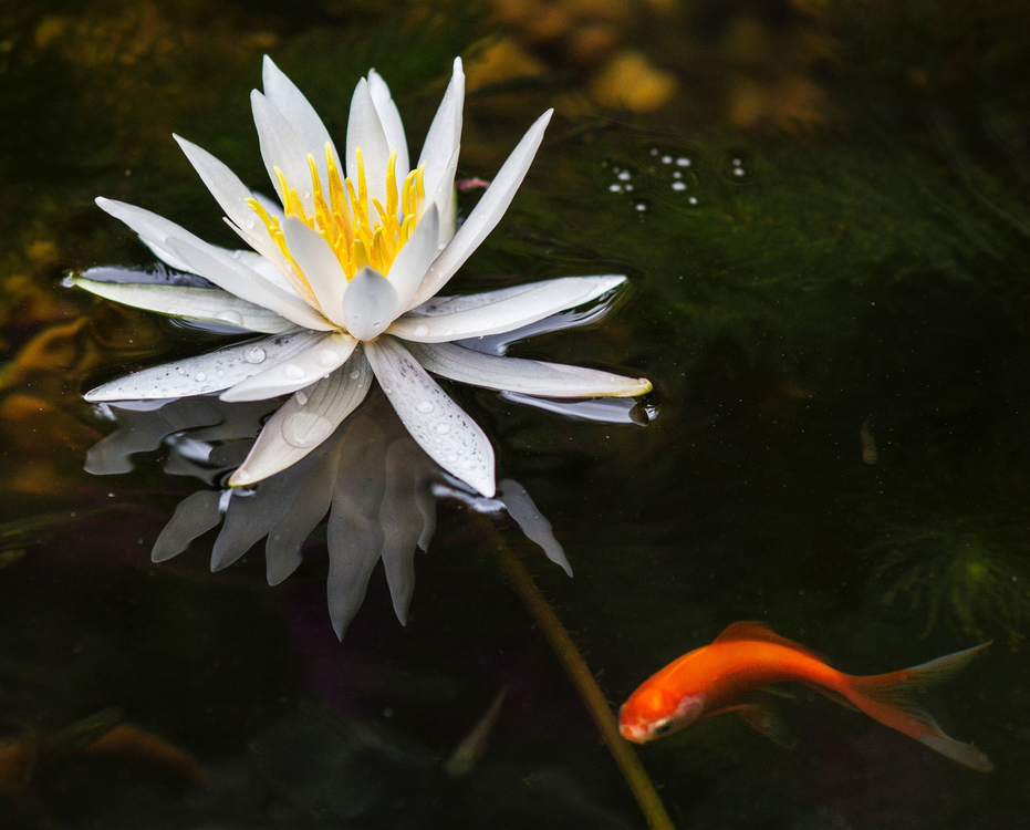 Fragrant White Water Lily,Aquatic Plant,Flower