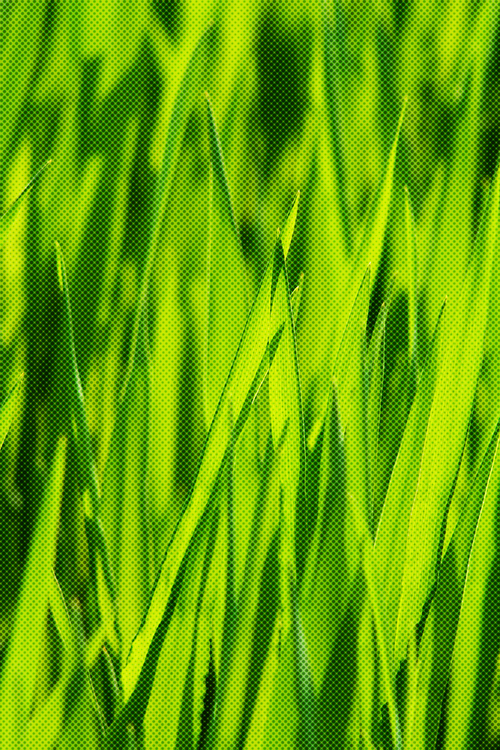 Green,Grass,Vegetation
