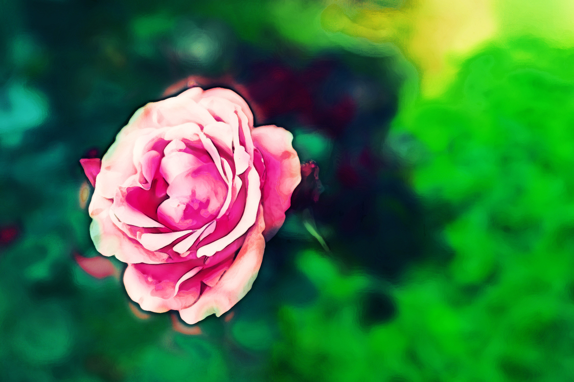 Flower,Garden Roses,Pink