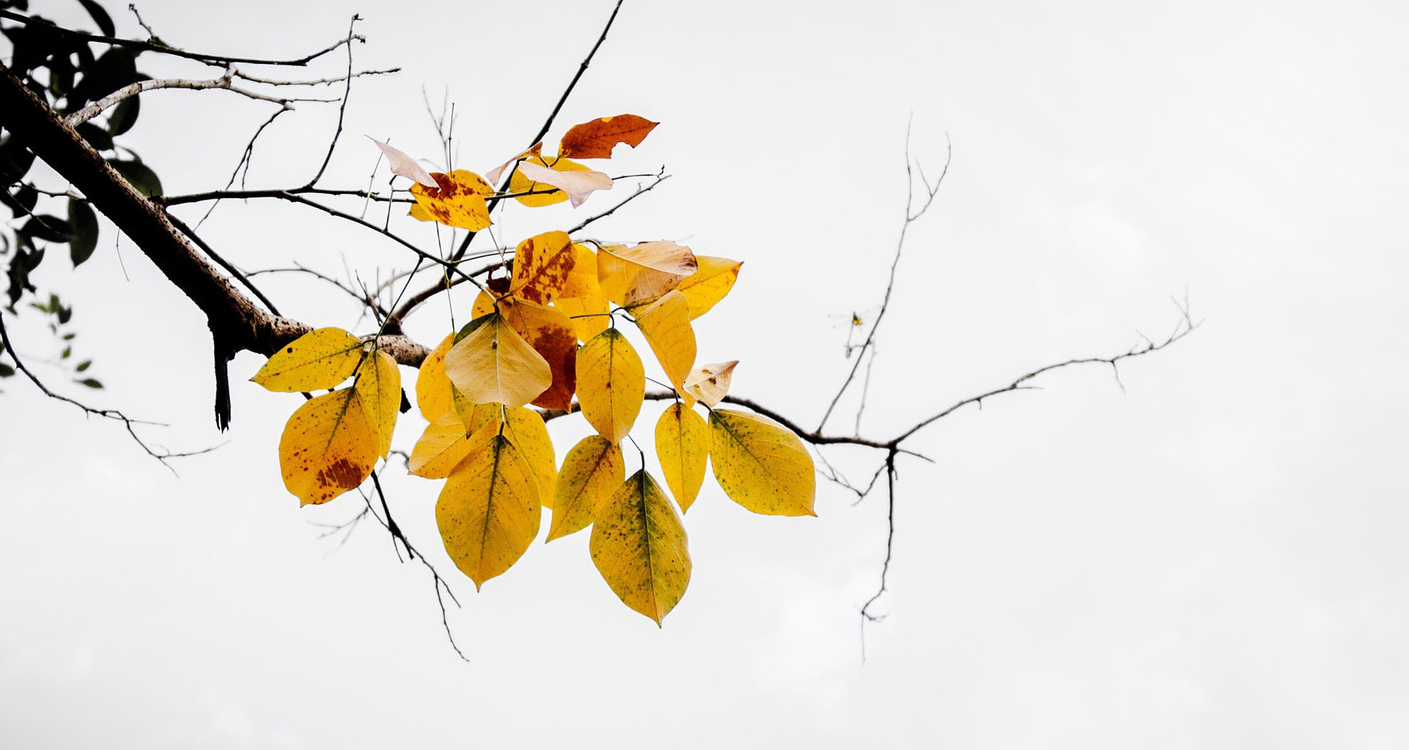Leaf,Branch,Yellow