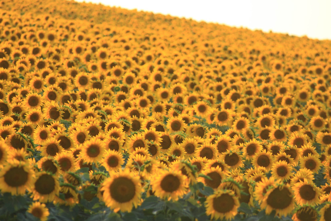 Sunflower,Yellow,Pollen