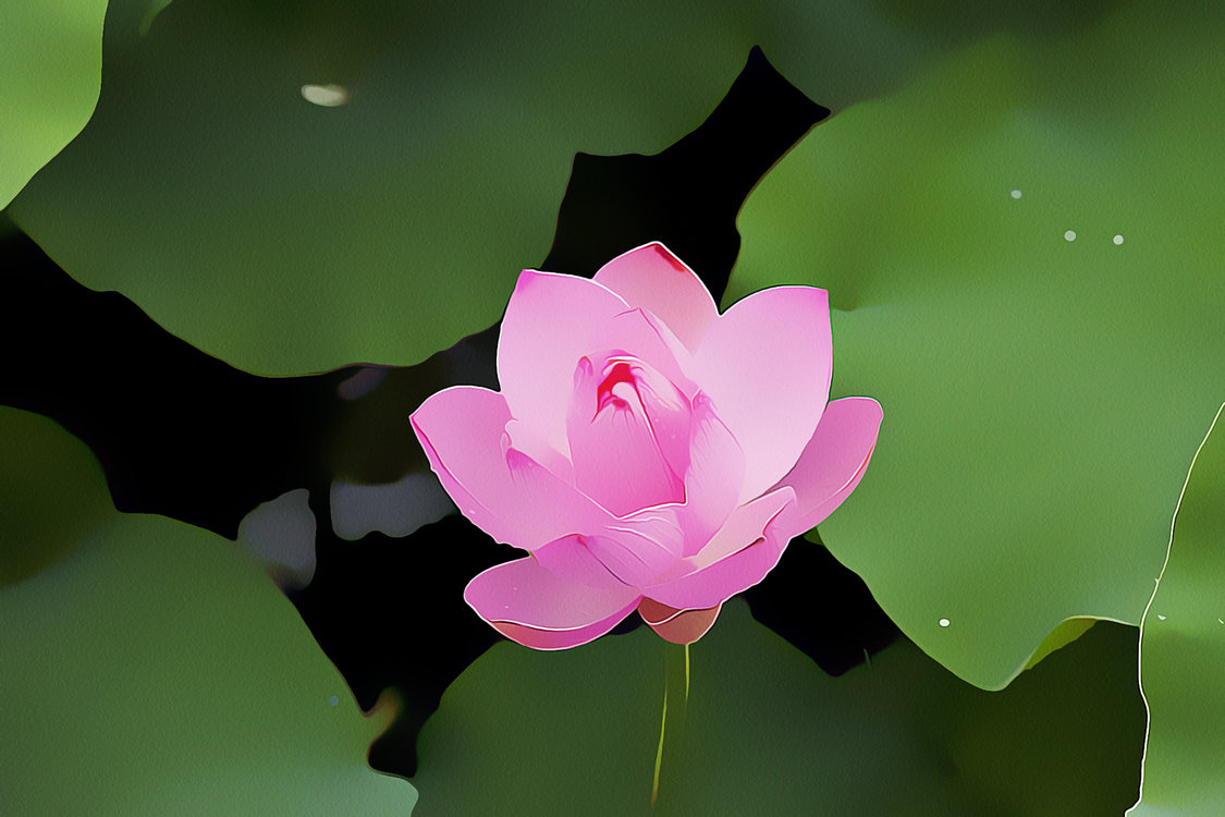 Flower,Sacred Lotus,Flowering Plant