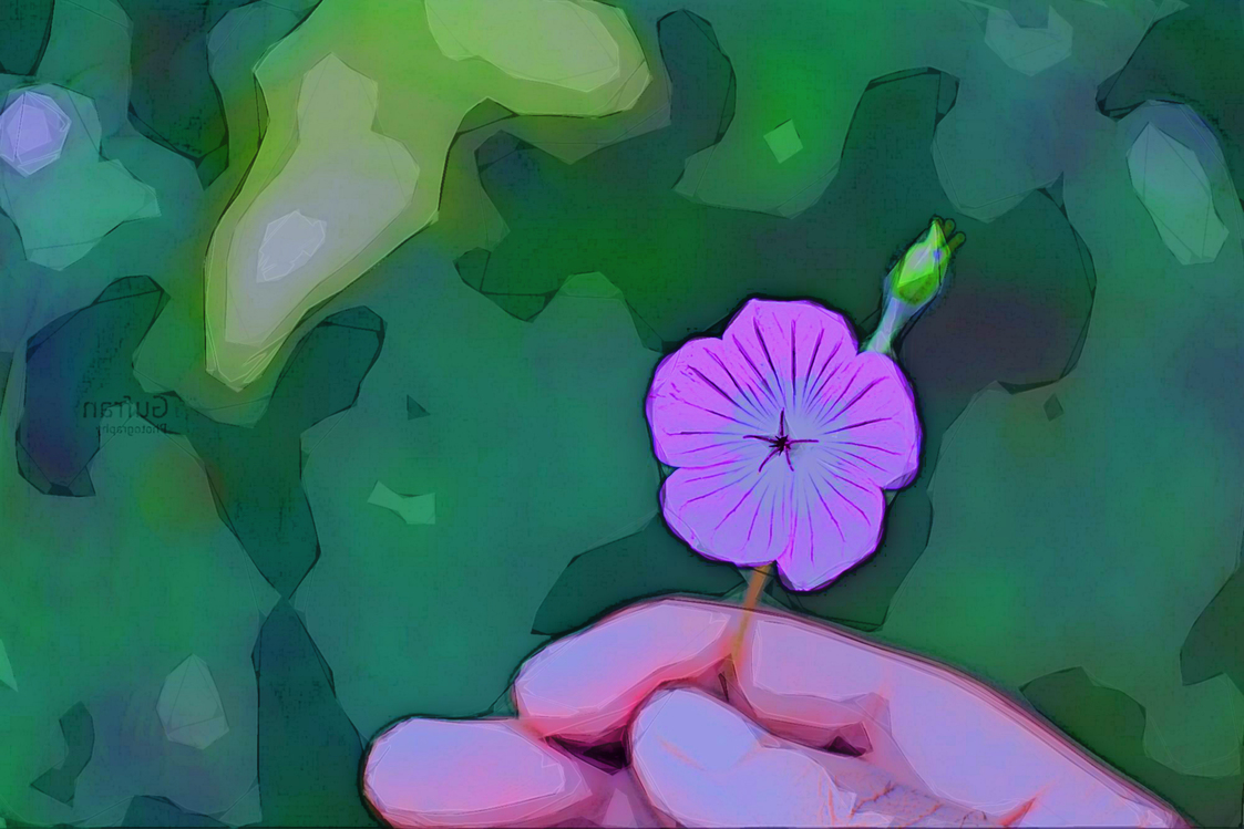 Flower,Petal,Plant
