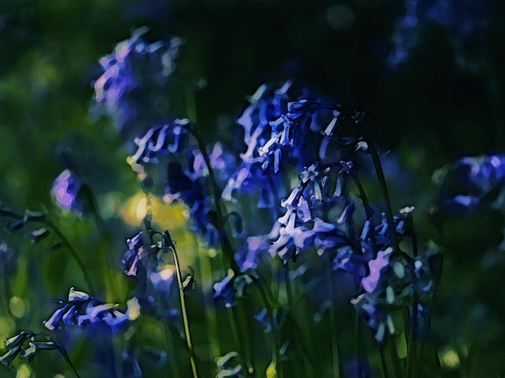 Flower,Lavender,Blue