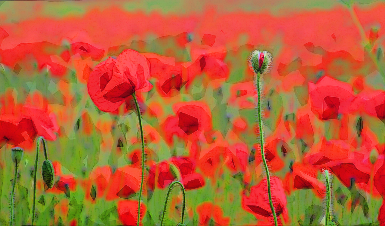 Flower,Coquelicot,Red