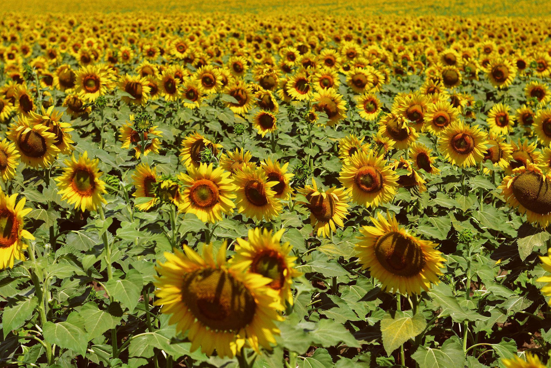 Sunflower,Flower,Field