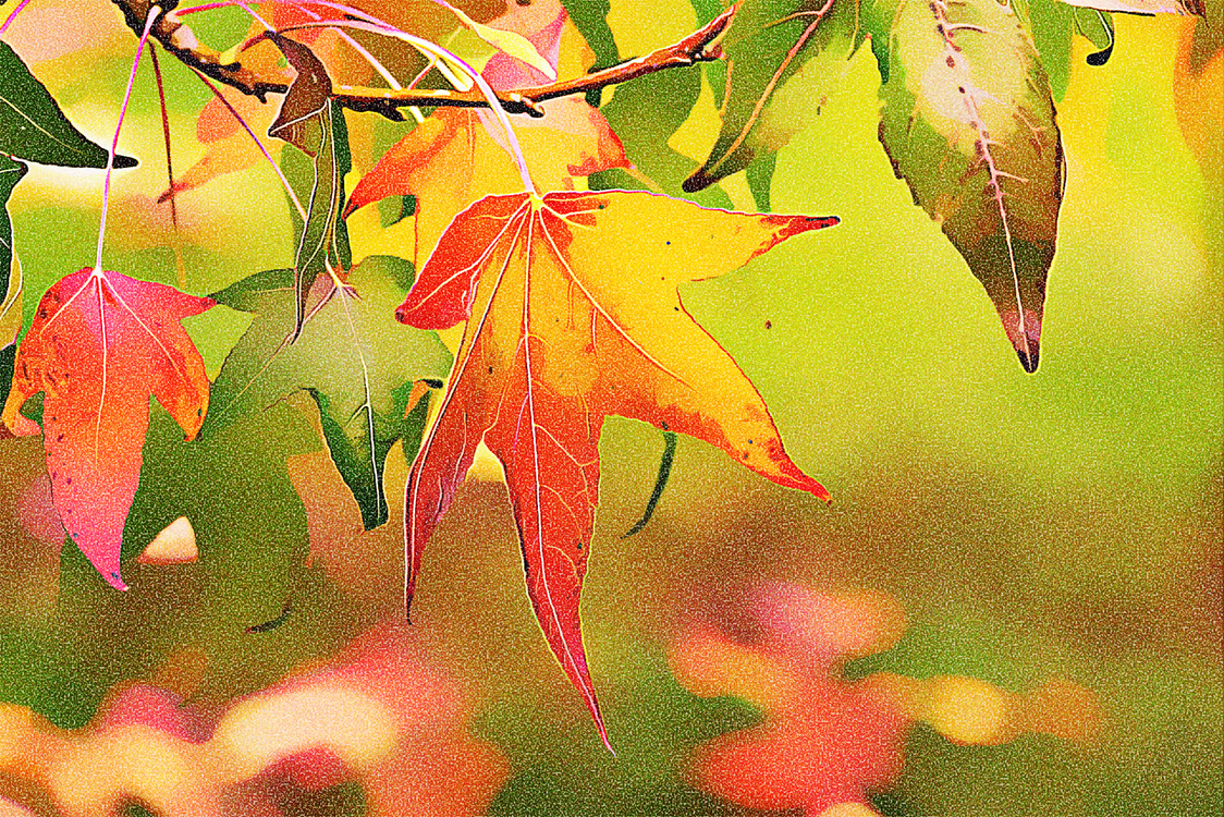 Leaf,Tree,Black Maple