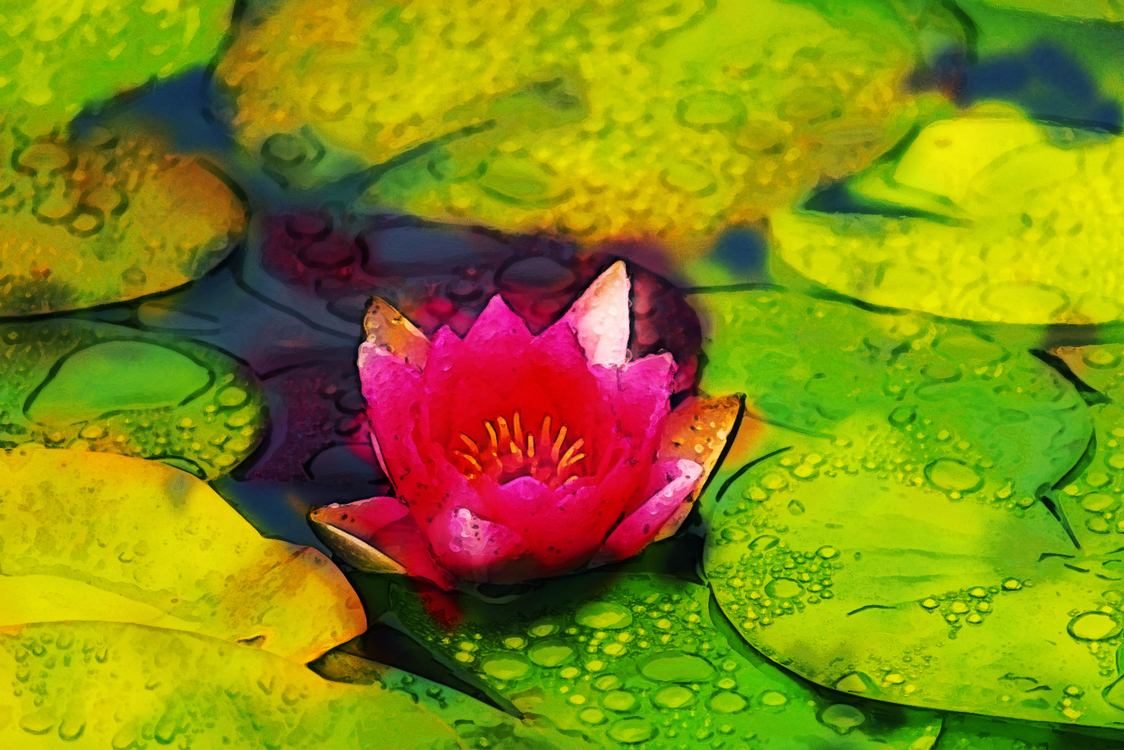 Nature,Aquatic Plant,Sacred Lotus