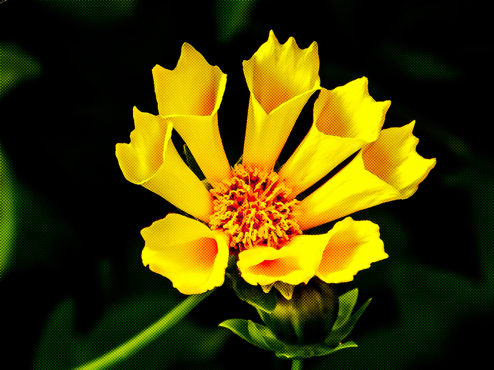 Flower,Yellow,Petal