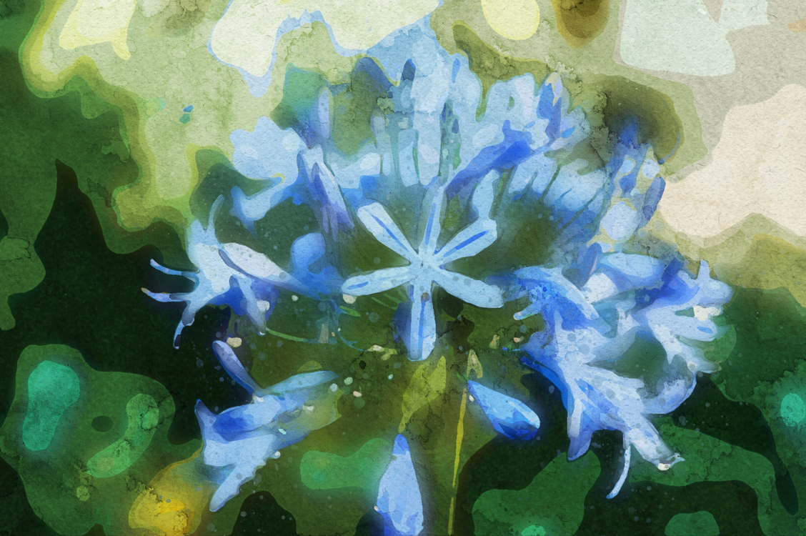 Blue,Flower,Plant