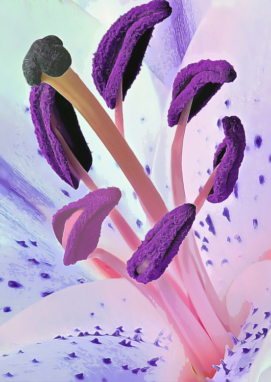 Flower,Violet,Purple