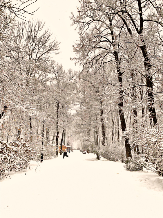 Snow,Winter,Tree