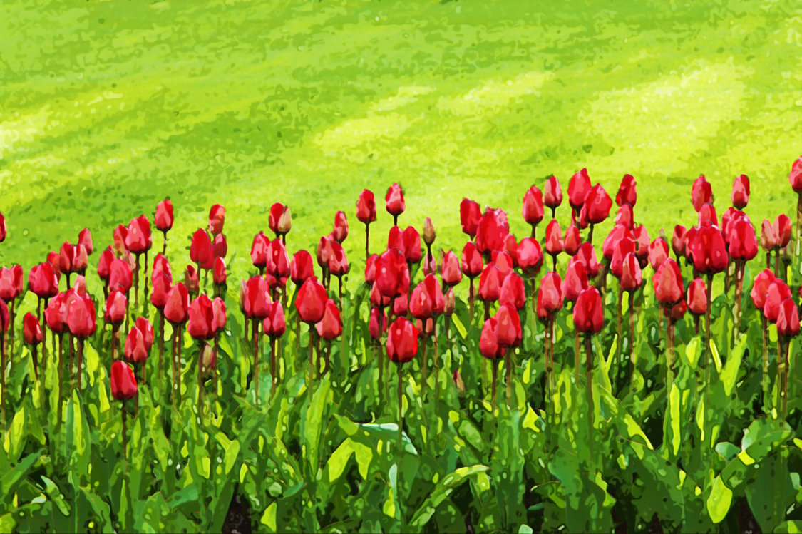 Flower,Flowering Plant,Tulip