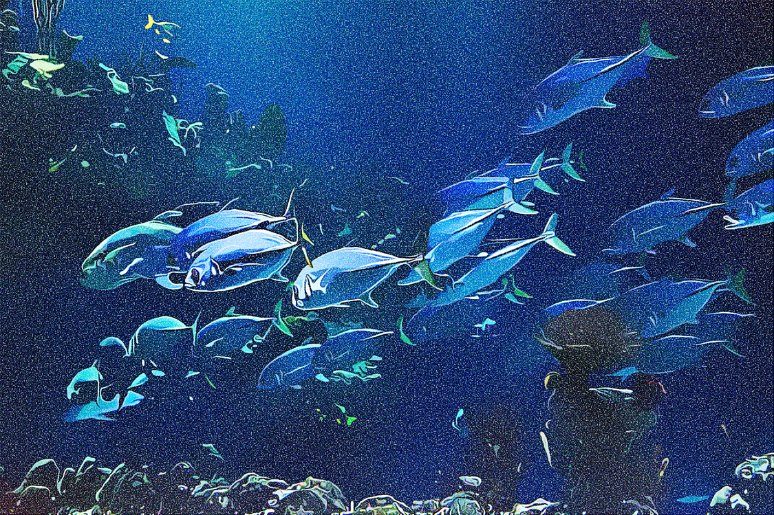 Marine Biology,Underwater,Fish