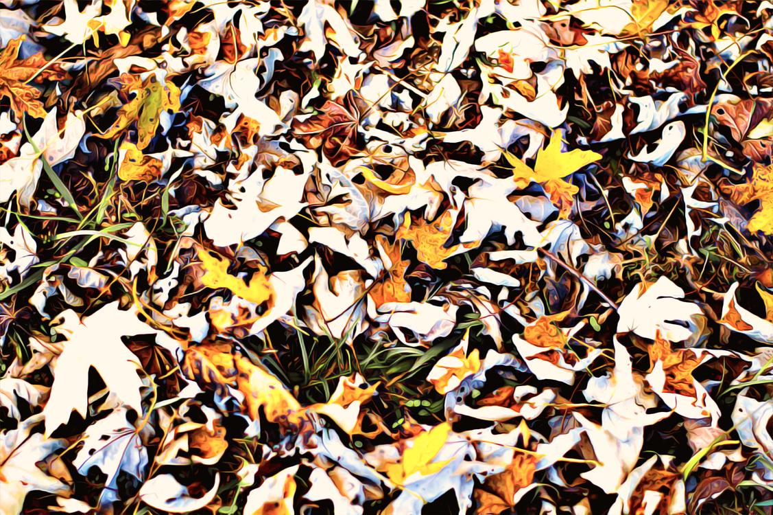 Leaf,Deciduous,Autumn
