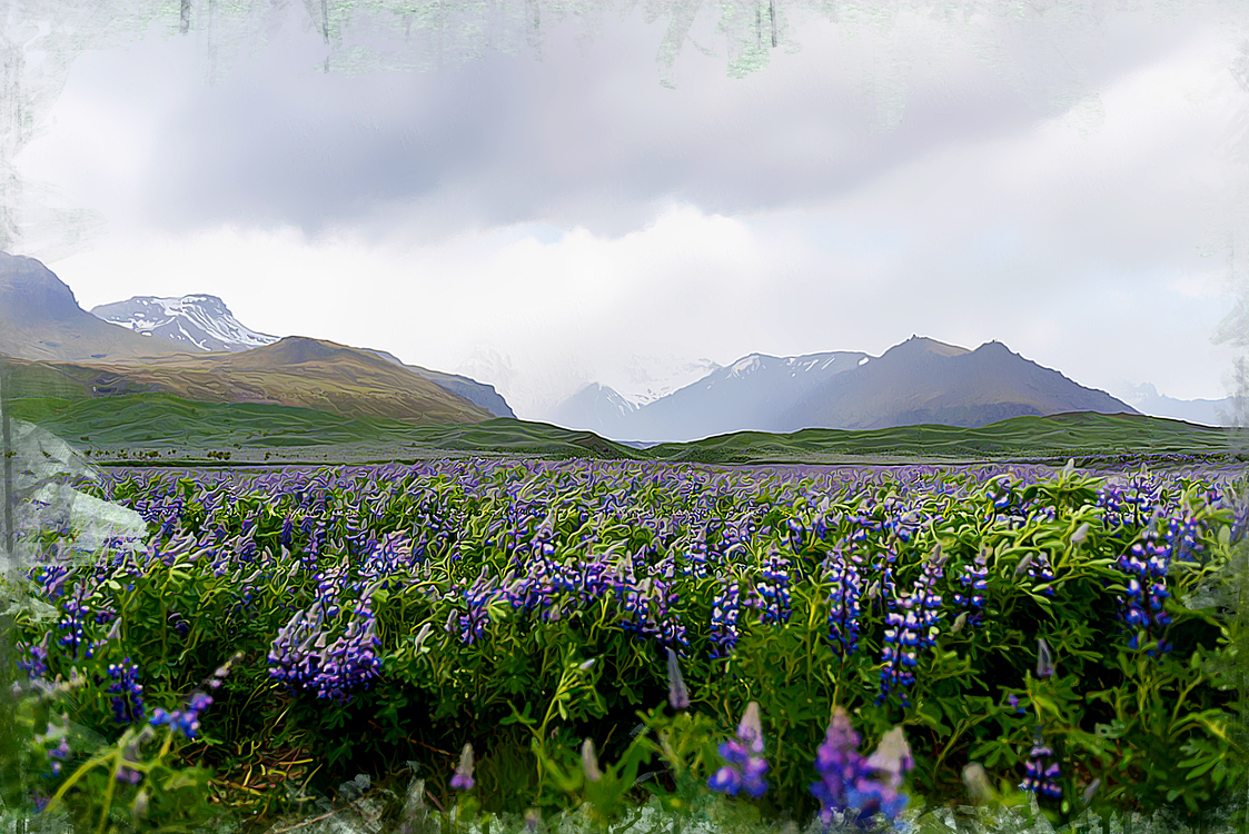 Flower,Lavender,Mountainous Landforms