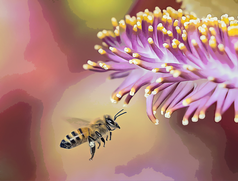 Honeybee,Flower,Pollen