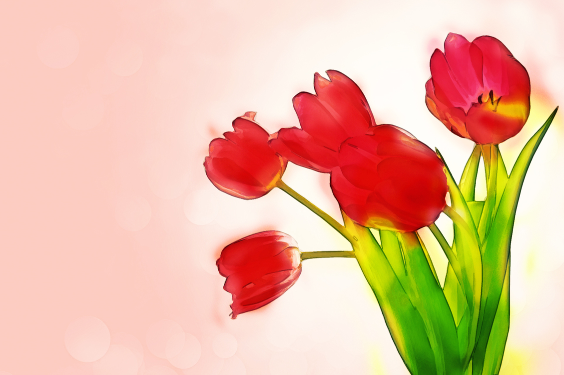 Tulip,Petal,Flower