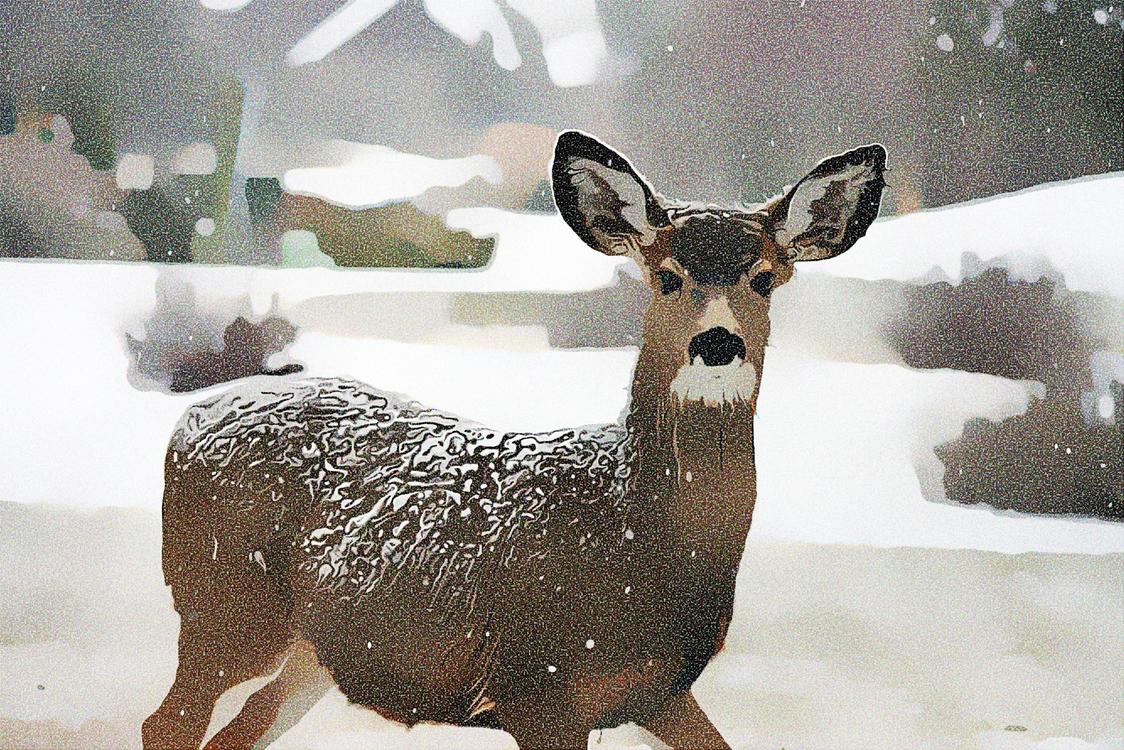 Deer,Wildlife,Snow