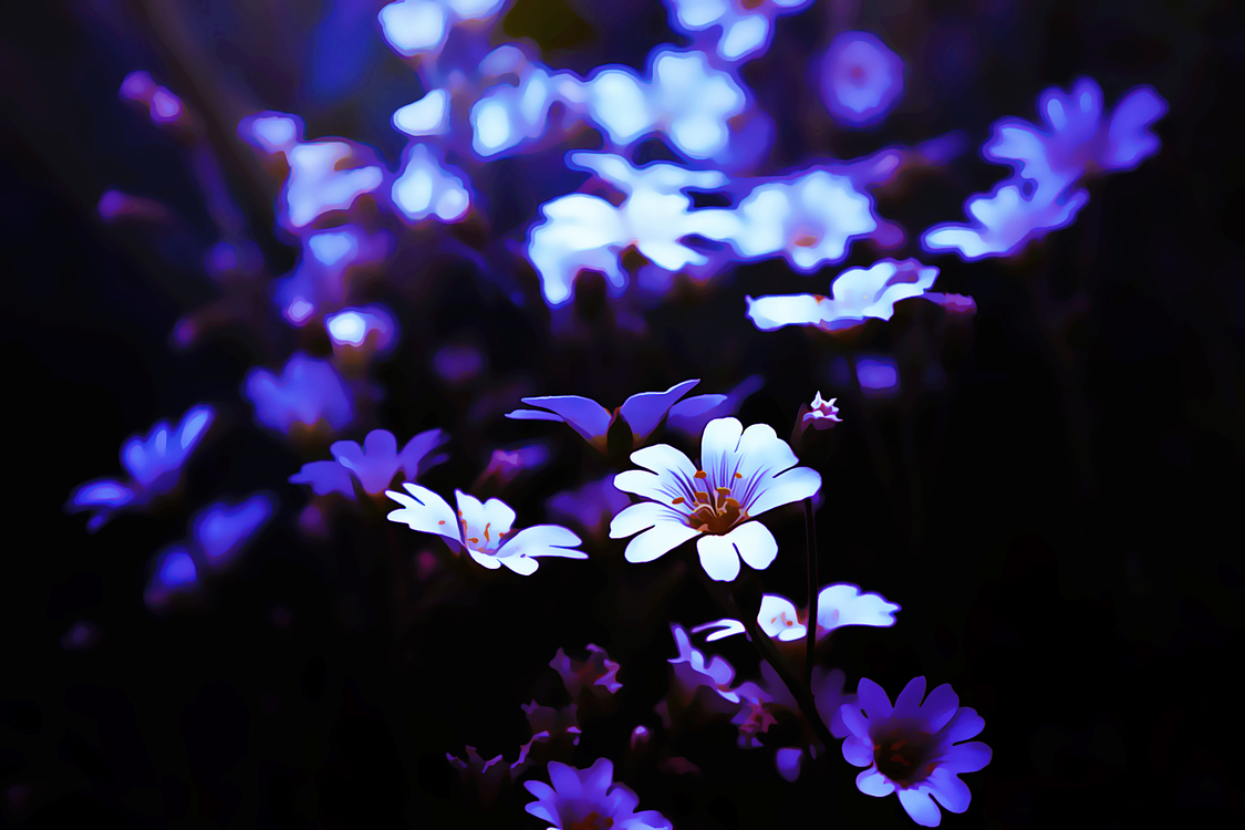 Purple,Flower,Violet