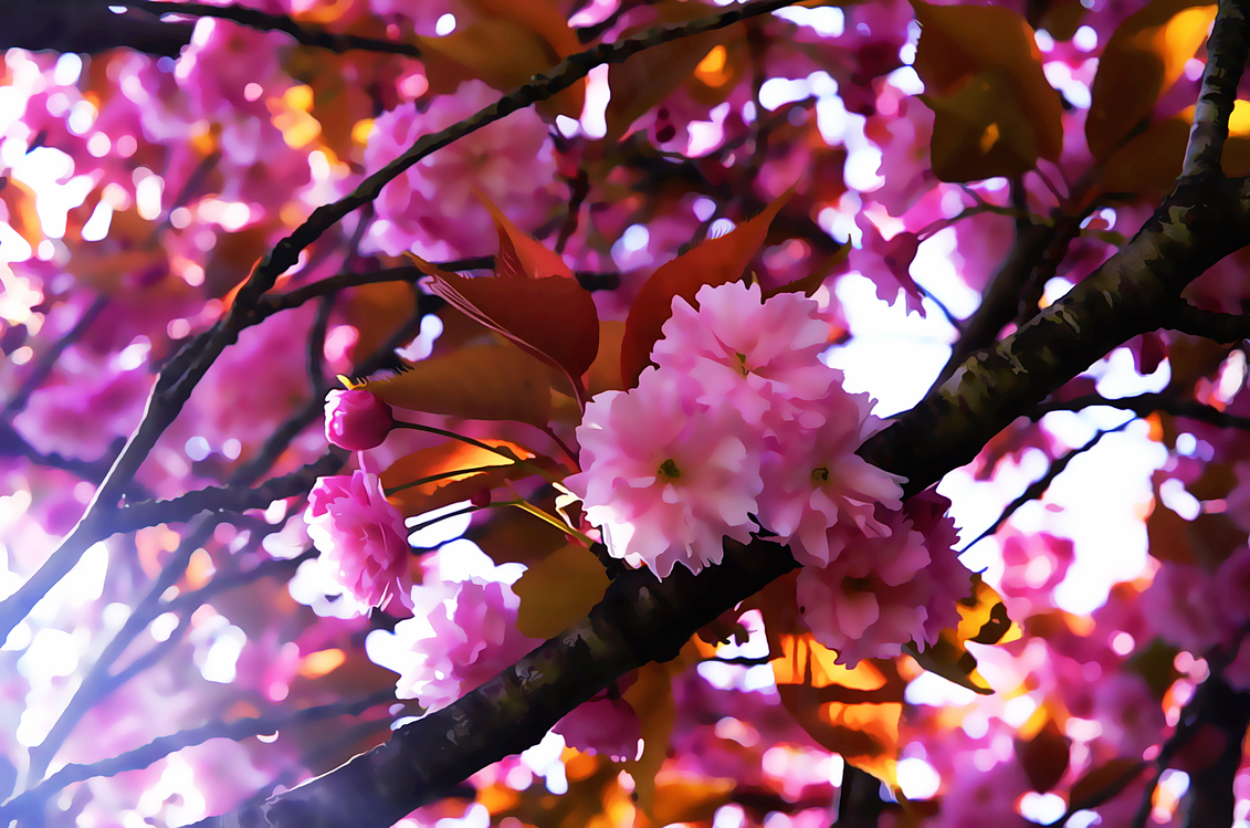 Flower,Blossom,Pink
