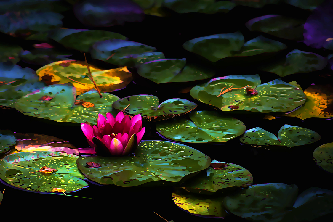 Flower,Water Lily,Aquatic Plant