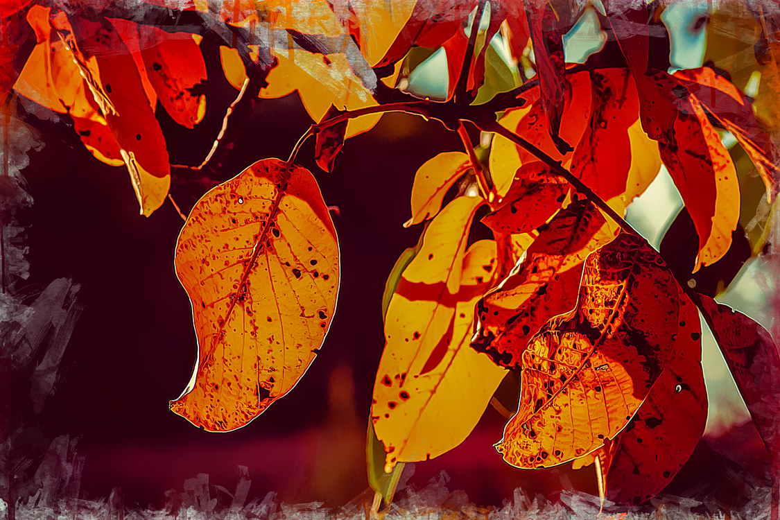 Leaf,Red,Yellow