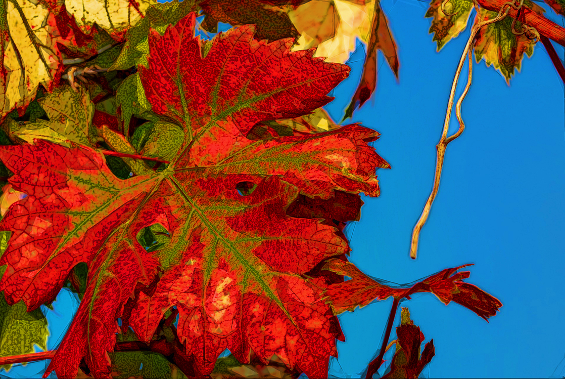 Leaf,Red,Black Maple