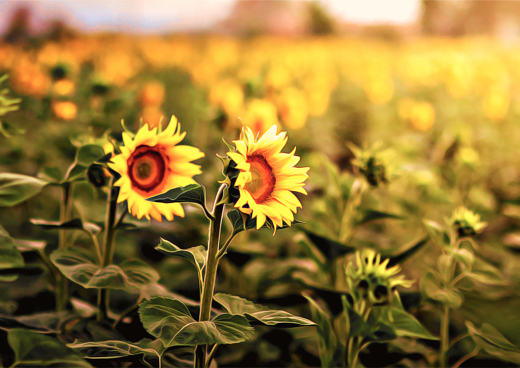 Flower,Sunflower,Yellow