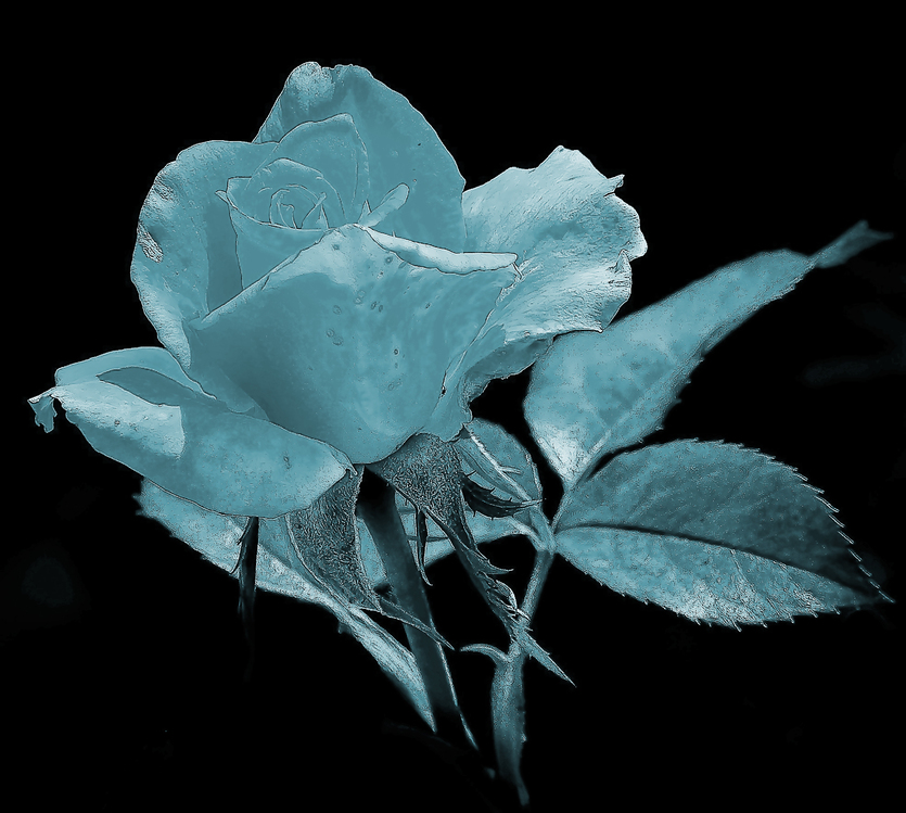 Flower,Blue,Petal