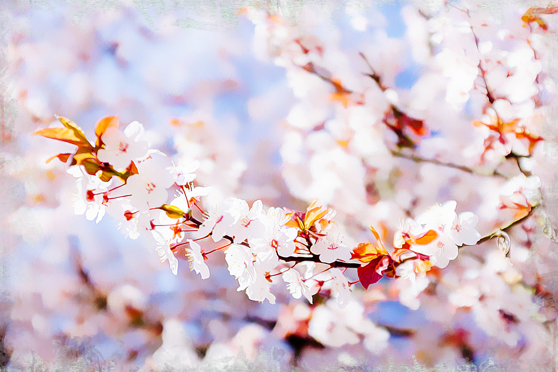 Spring,Blossom,Branch