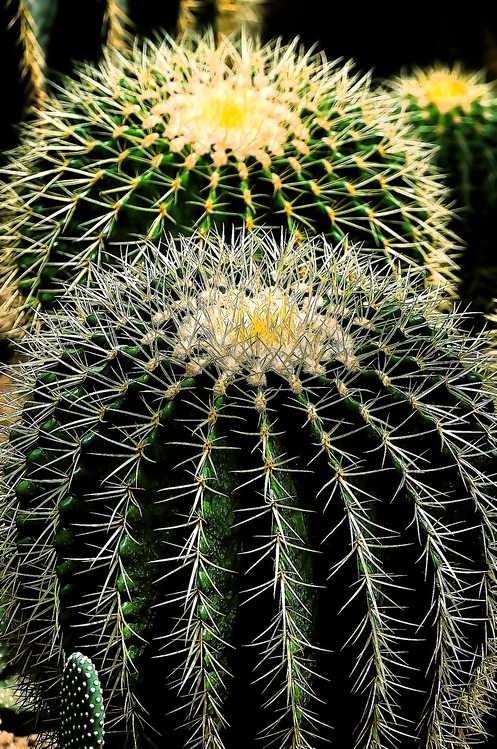 Cactus,Vegetation,Terrestrial Plant