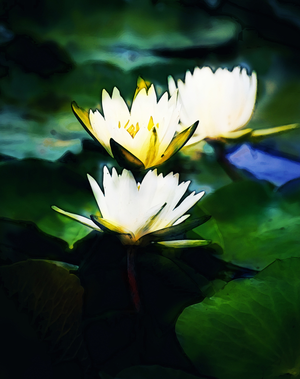 Fragrant White Water Lily,Sacred Lotus,Flower