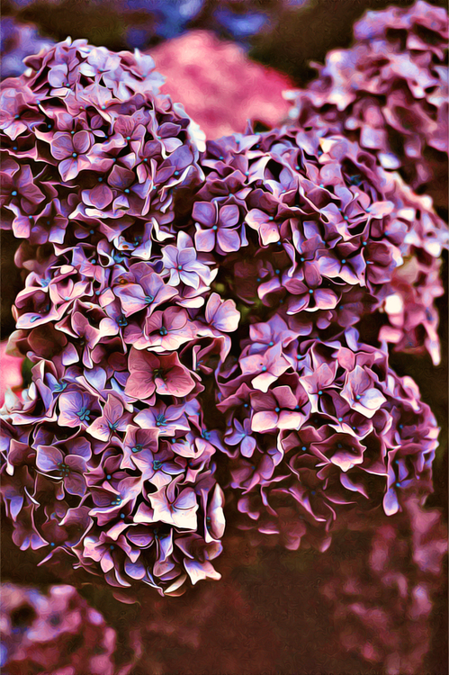Lilac,Purple,Violet