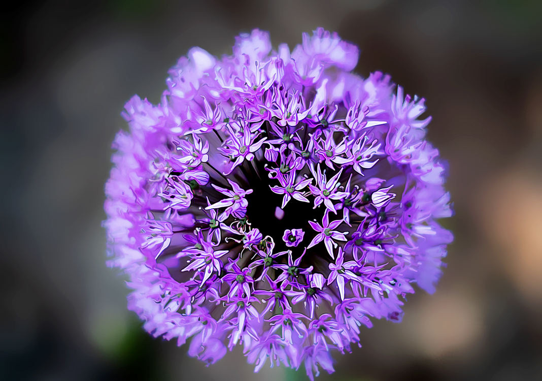 Flower,Purple,Plant