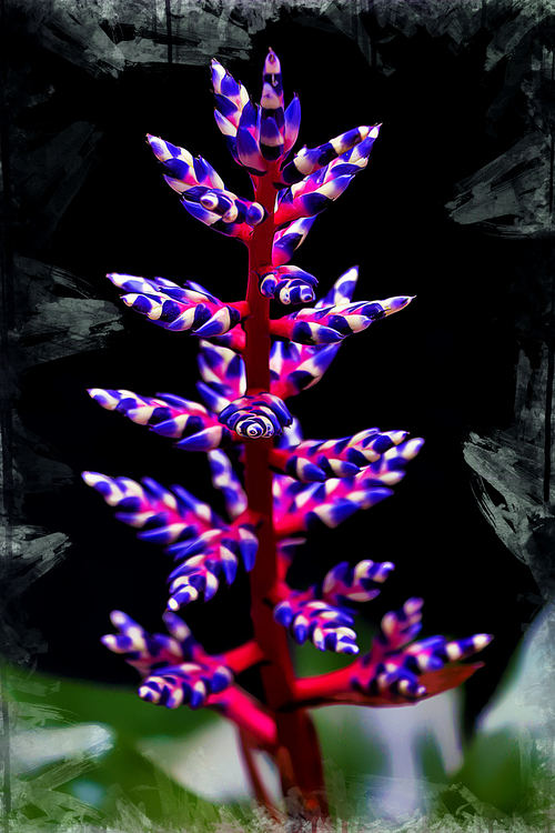 Plant,Purple,Terrestrial Plant