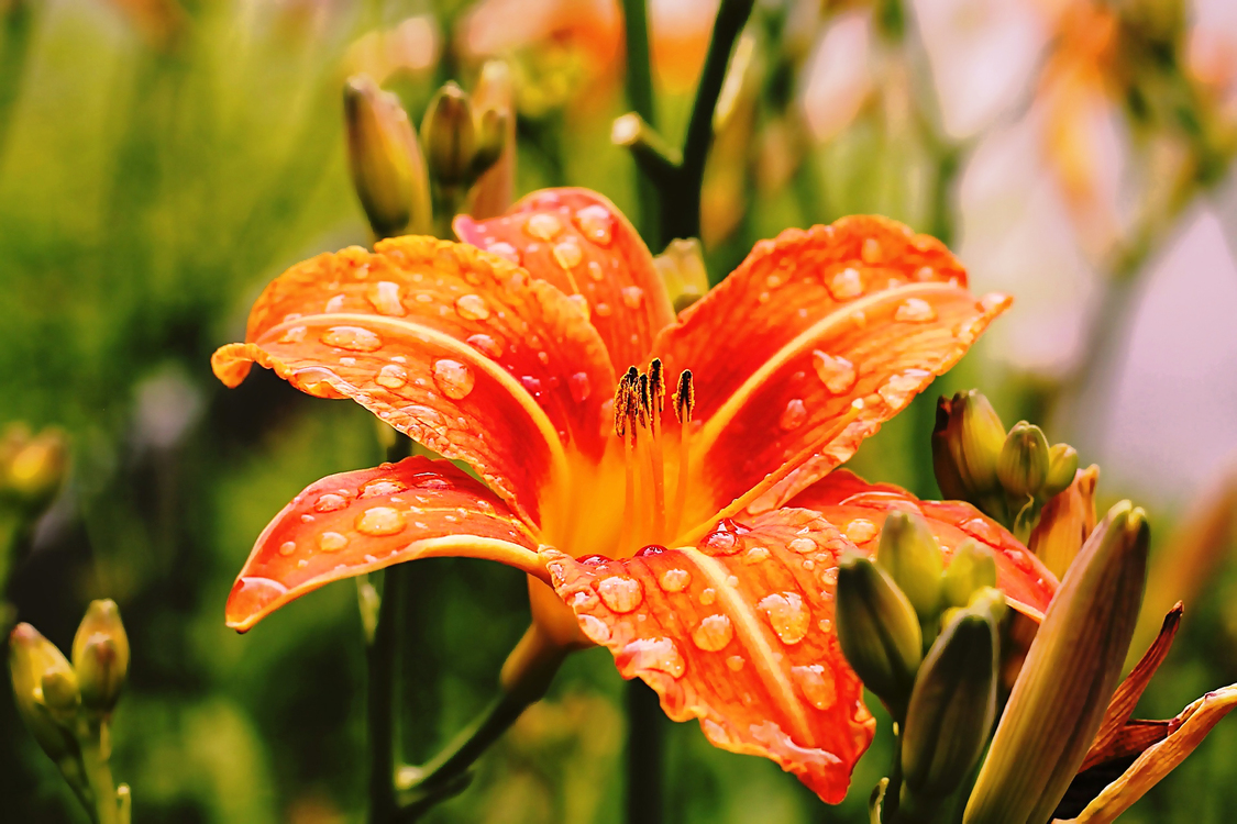Flower,Flowering Plant,Lily